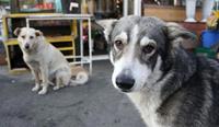 Help protect stray dogs in Romania
